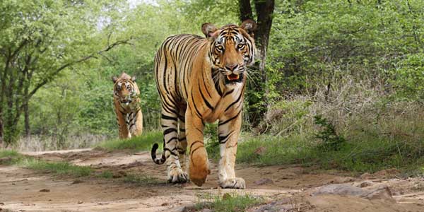 10-days-jaipur-ranthambhore-udaipur-jodhpur-jaisalmer-pushkar-tour