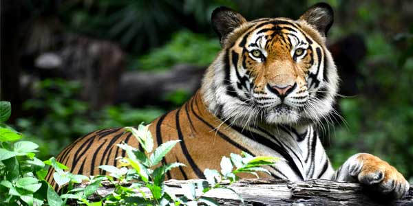 4-days-jaipur-ranthambore-tour