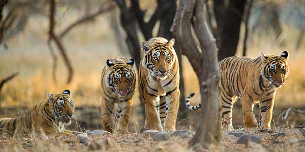 6-days-jaipur-ranthambore-udaipur-tour