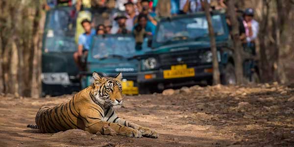 7-days-jaipur-ranthambore-udaipur-jodhpur-tour