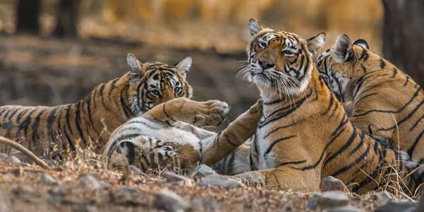 7-days-jaipur-ranthambore-udaipur-mount-abu-tour