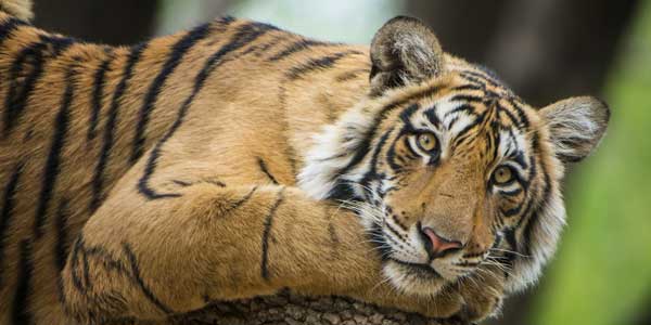 8-days-jaipur-ranthambore-udaipur-mount-abu-jodhpur-tour