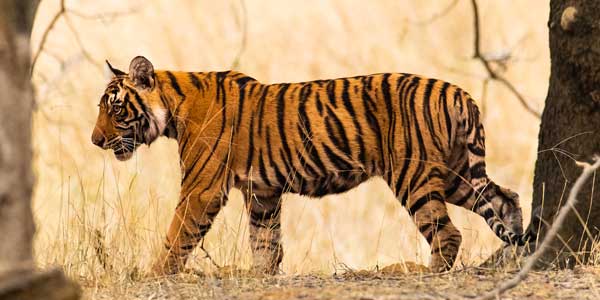 9-days-jaipur-ranthambhore-chittorgarh-udaipur-kumbhalgarh-pushkar-tour